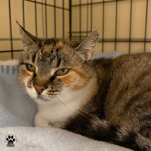 Kot do adopcji, Gdynia, 7 sierpnia 2025 (4/5)