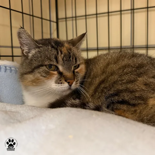 Kot do adopcji, Gdynia, 7 sierpnia 2025 (5/5)