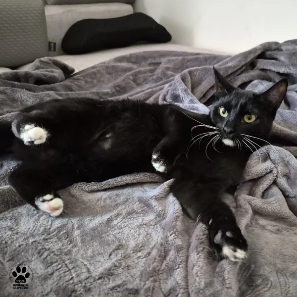 Kot do adopcji, Gdynia, 7 sierpnia 2025 (2/4)