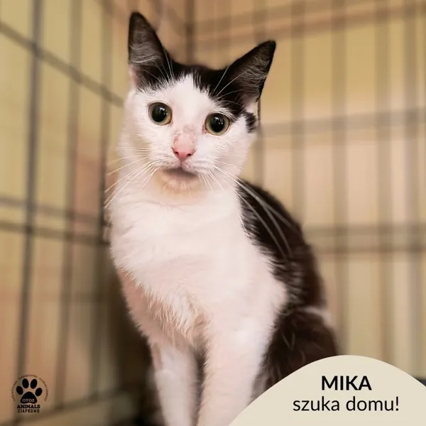 Kot do adopcji, Gdynia, 7 sierpnia 2025 (1/4)