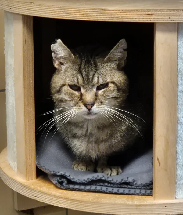 Kot do adopcji, Gdynia, 7 sierpnia 2025 (5/5)