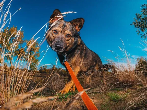 Pies do adopcji, Gorzów Wielkopolski, 7 sierpnia 2025