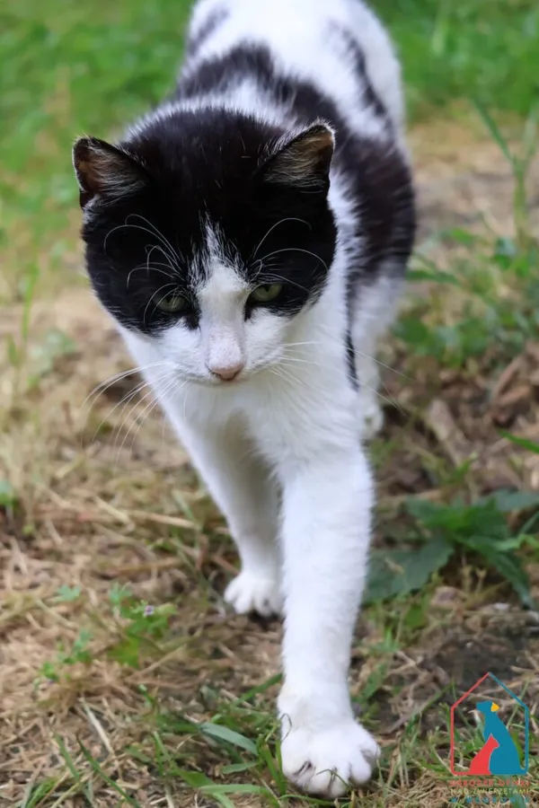 Kot do adopcji, Grudziądz, 25 lutego 2025 (2/5)