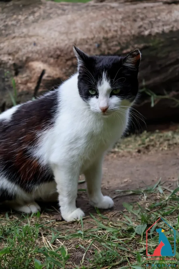 Kot do adopcji, Grudziądz, 25 lutego 2025 (3/5)