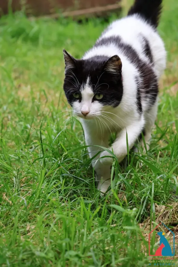 Kot do adopcji, Grudziądz, 25 lutego 2025 (5/5)