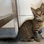 Znaleziono kota