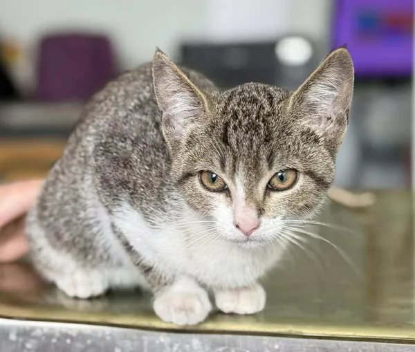 Znaleziono kota, Lublin, 7 sierpnia 2025