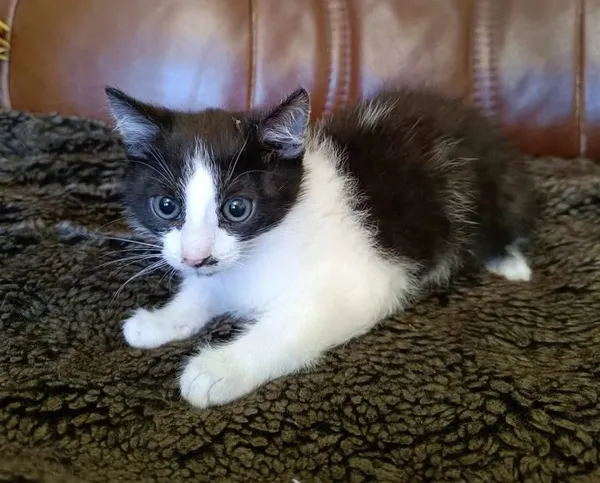 Znaleziono kota, Lublin, 7 sierpnia 2025