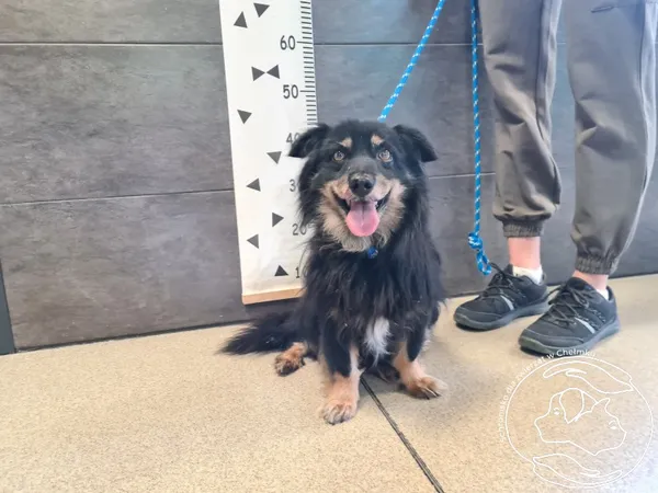 Znaleziono psa, Chełmek, 8 sierpnia 2025