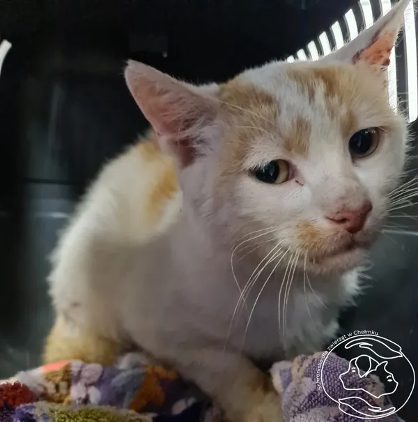 Kot do adopcji, Chełmek, 16 lipca 2025