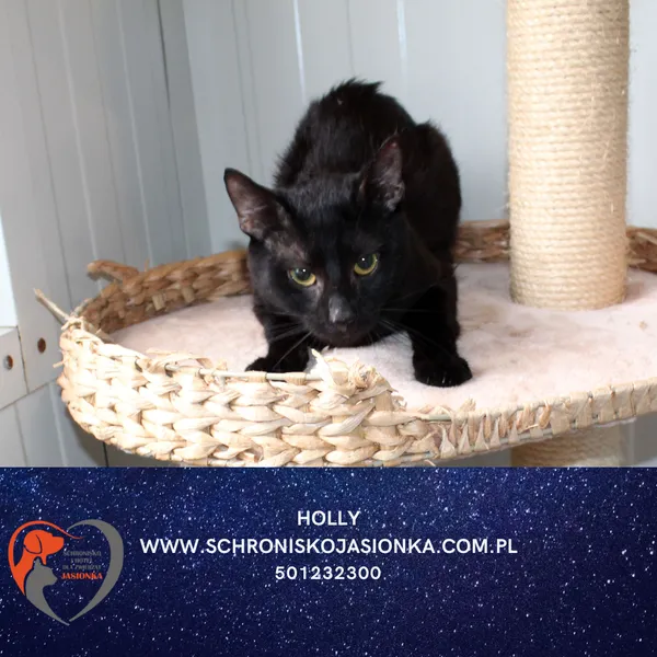 Znaleziono kota, Dębniak, 8 sierpnia 2025