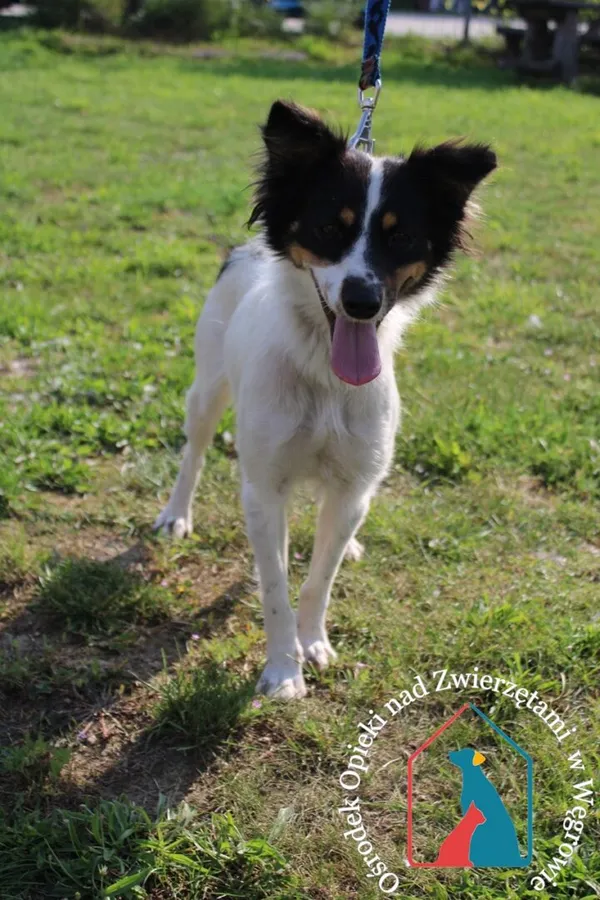 Pies do adopcji, Grudziądz, 26 lipca 2024