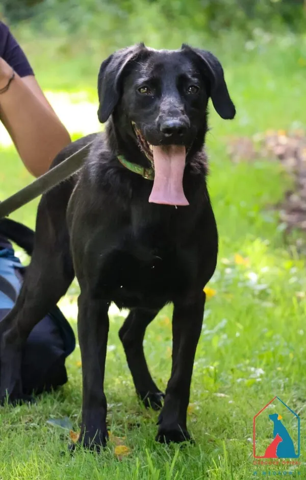 Pies do adopcji, Grudziądz, 26 lipca 2024 (3/5)