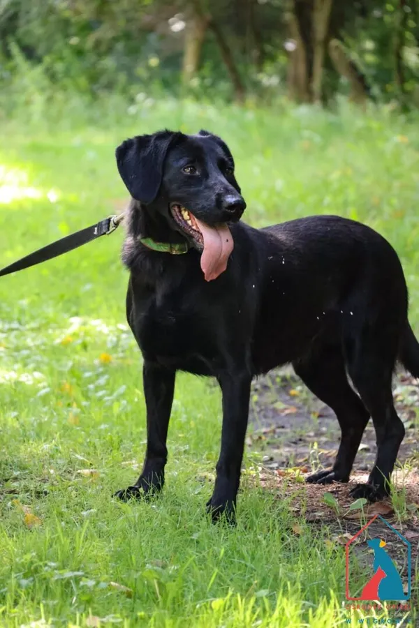 Pies do adopcji, Grudziądz, 26 lipca 2024 (4/5)