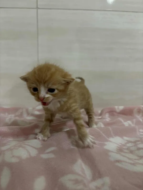 Znaleziono kota, Czartki, 8 sierpnia 2025