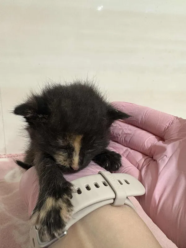 Znaleziono kota, Czartki, 8 sierpnia 2025