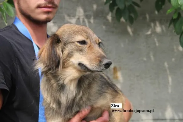 Pies do adopcji, Nowy Dwór Mazowiecki, 8 sierpnia 2025 (2/5)