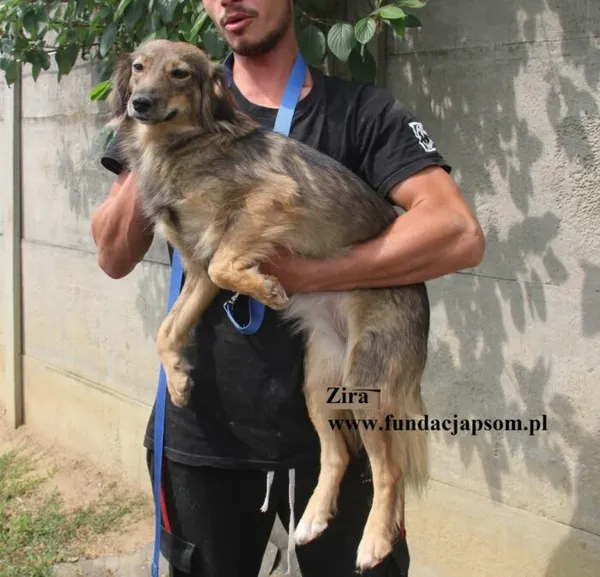 Pies do adopcji, Nowy Dwór Mazowiecki, 8 sierpnia 2025 (3/5)