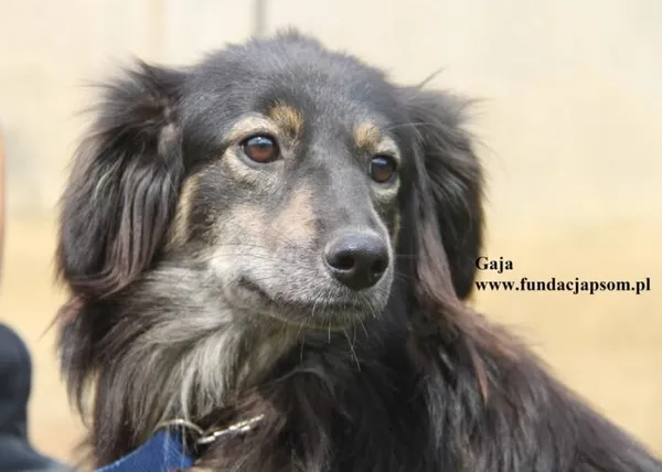 Pies do adopcji, Nowy Dwór Mazowiecki, 8 sierpnia 2025 (1/5)