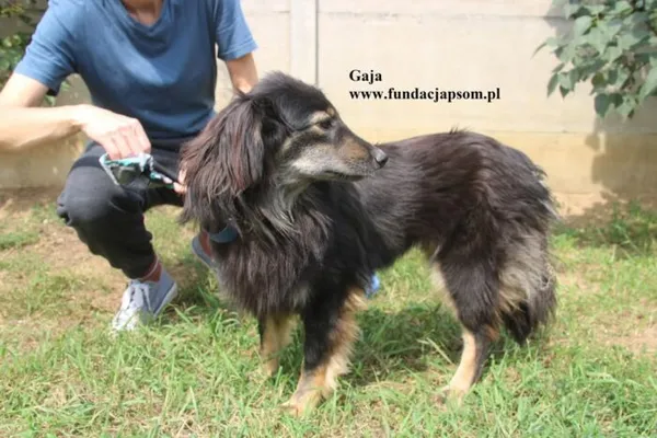 Pies do adopcji, Nowy Dwór Mazowiecki, 8 sierpnia 2025 (3/5)