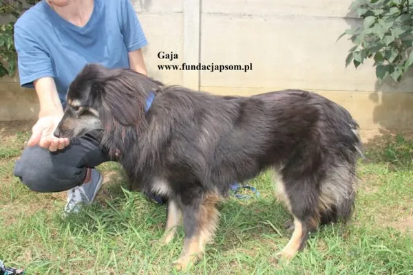 Pies do adopcji, Nowy Dwór Mazowiecki, 8 sierpnia 2025 (4/5)