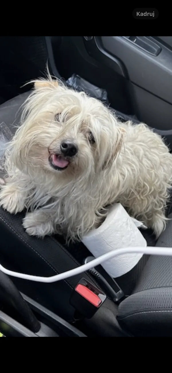 Znaleziono psa, Rozalin, 9 sierpnia 2025 (1/3)