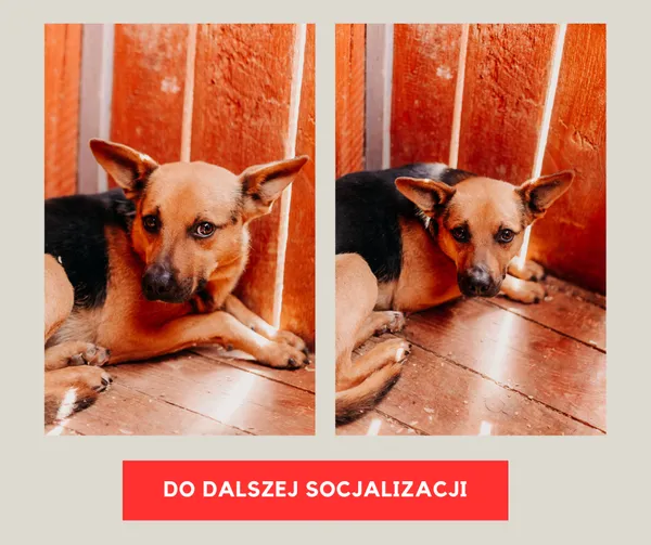 Pies do adopcji, Czartki, 8 sierpnia 2025