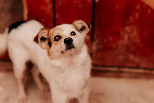 Pies do adopcji, Czartki, 8 sierpnia 2025 (1/5)