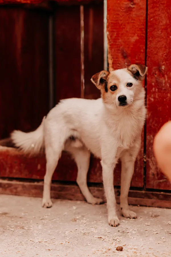 Pies do adopcji, Czartki, 8 sierpnia 2025 (3/5)