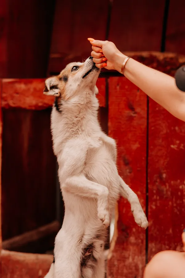 Pies do adopcji, Czartki, 8 sierpnia 2025 (4/5)