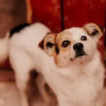 Pies do adopcji