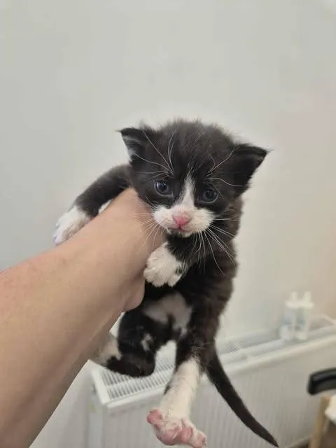 Znaleziono kota, Grudziądz, 9 sierpnia 2025