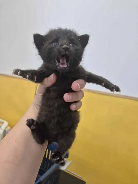 Znaleziono kota, Grudziądz, 9 sierpnia 2025