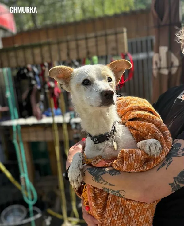 Pies do adopcji, Rytlów, 9 sierpnia 2025