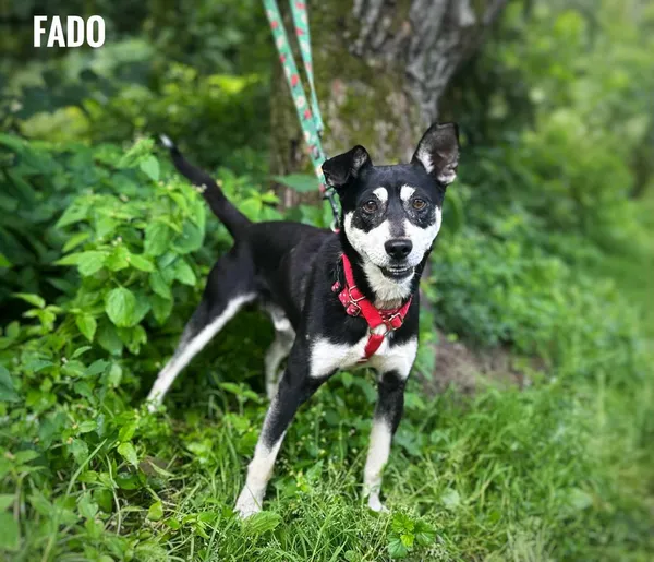 Pies do adopcji, Rytlów, 9 sierpnia 2025