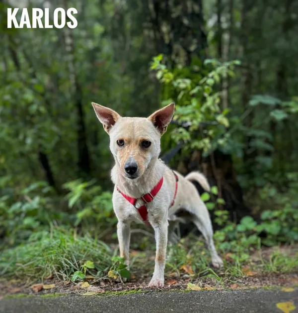 Pies do adopcji, Rytlów, 9 sierpnia 2025