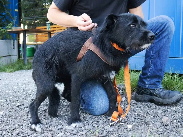 Znaleziono psa, Łódź, 9 sierpnia 2025 (1/5)