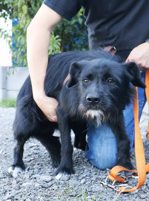 Znaleziono psa, Łódź, 9 sierpnia 2025 (2/5)