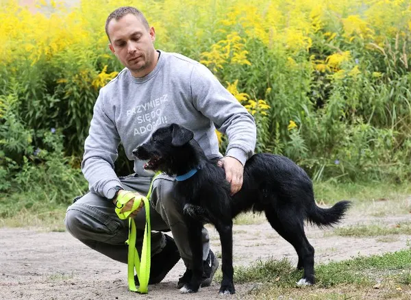 Znaleziono psa, Łódź, 9 sierpnia 2025 (5/5)