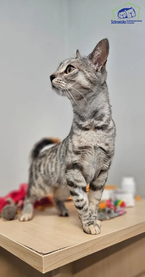 Znaleziono kota, Szczecin, 8 sierpnia 2025 (2/3)