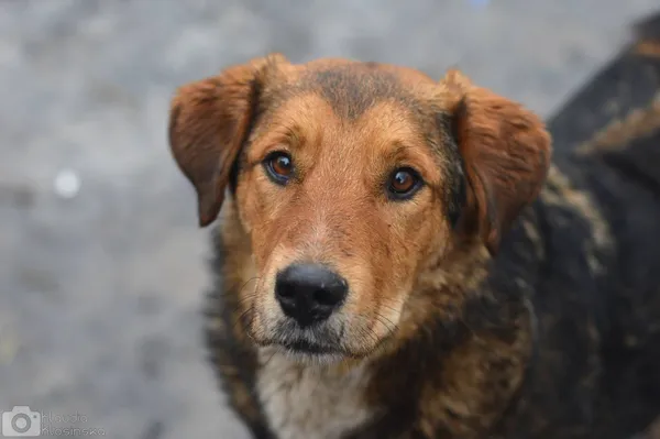 Oddam psa, Elbląg, Ogrody, 10 sierpnia 2025 (1/3)