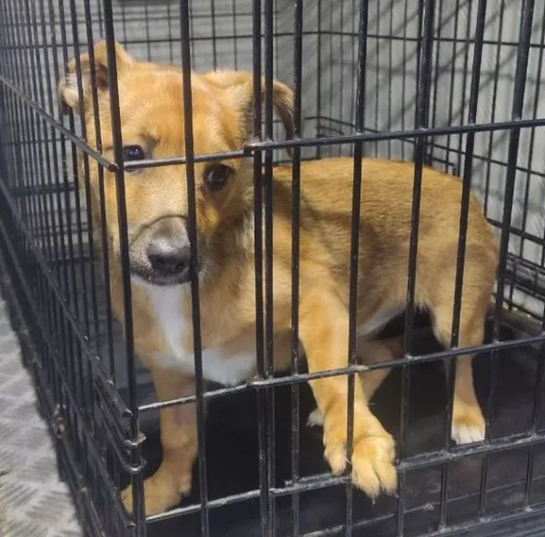 Znaleziono psa, Radom, 8 sierpnia 2025