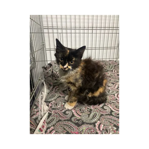 Znaleziono kota, Białystok, 7 sierpnia 2025