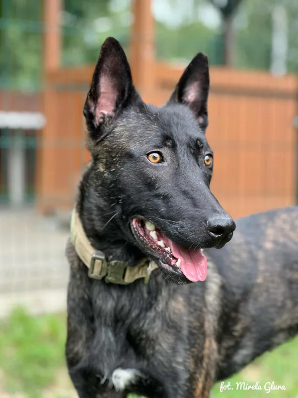 Pies do adopcji, Bydgoszcz, 10 sierpnia 2025 (4/5)