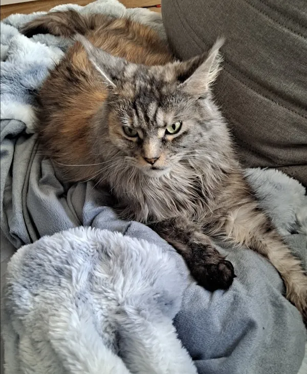 Zaginął kot, Łódź, 8 sierpnia 2025