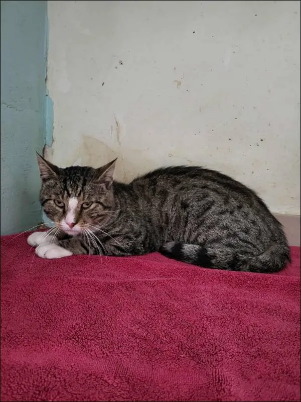 Znaleziono kota, Grudziądz, 10 sierpnia 2025