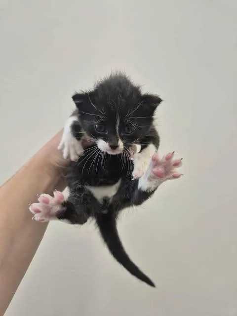 Znaleziono kota, Grudziądz, 9 sierpnia 2025