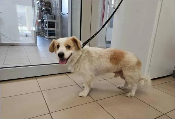 Znaleziono psa, Grudziądz, 10 sierpnia 2025