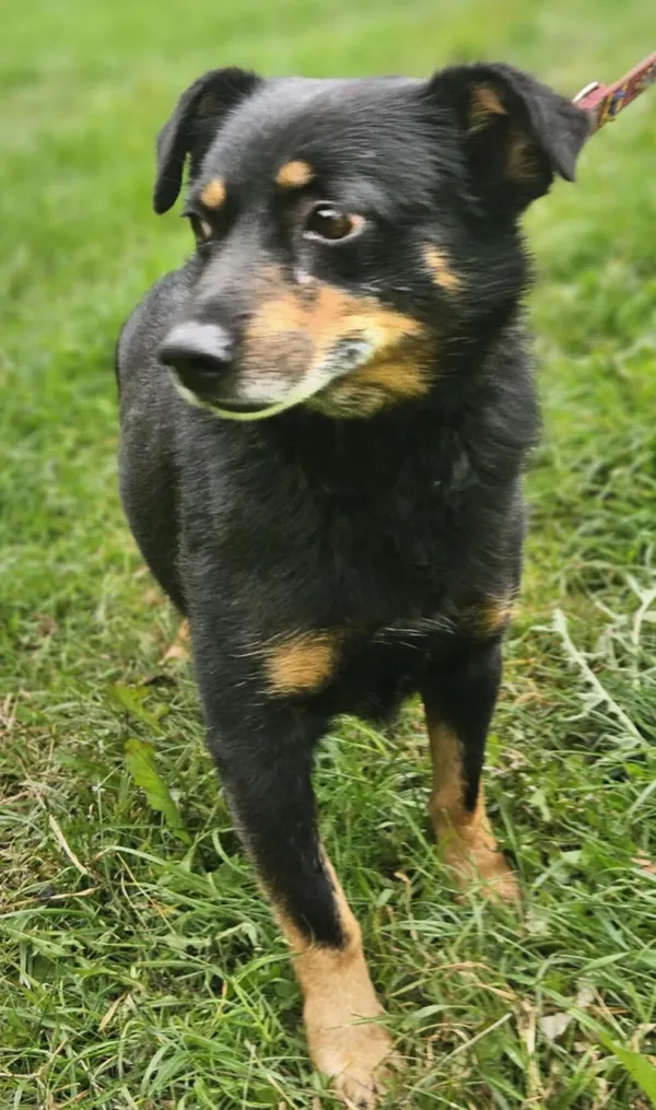 Pies do adopcji, Zgierz, 10 sierpnia 2025 (2/4)