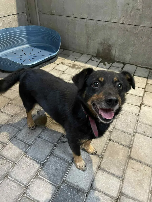 Pies do adopcji, Zgierz, 10 sierpnia 2025 (4/4)